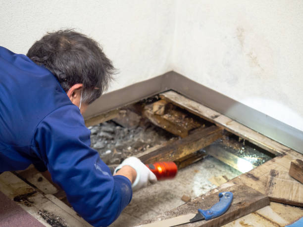 Best Black Mold Removal  in West Falmouth, MA
