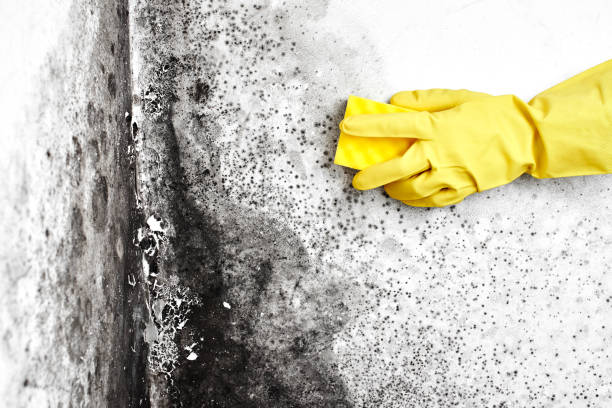 Best Fast Mold Removal  in West Falmouth, MA