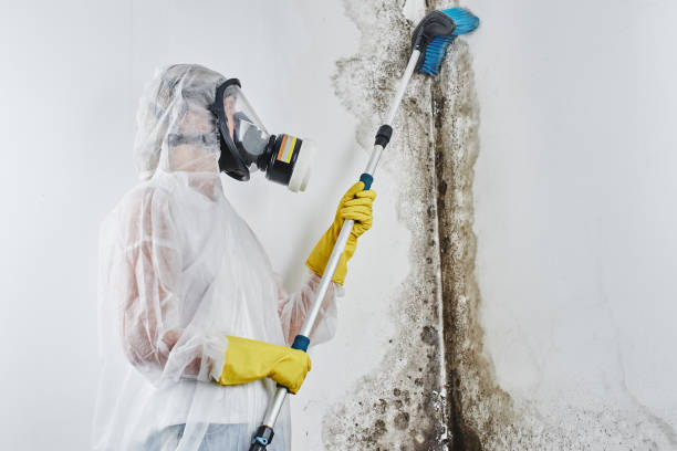 Best Mold Damage Repair  in West Falmouth, MA