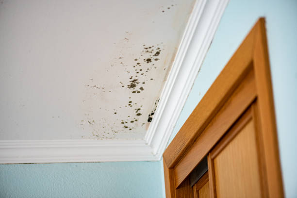 Best Mold Removal Near Me  in West Falmouth, MA