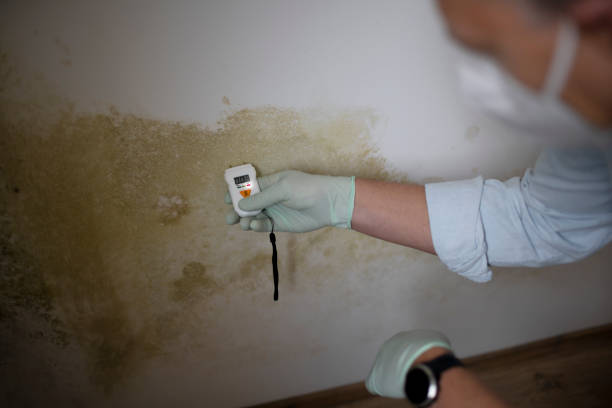 Best Certified Mold Removal  in West Falmouth, MA