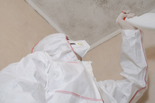 Best Same-Day Mold Removal  in West Falmouth, MA