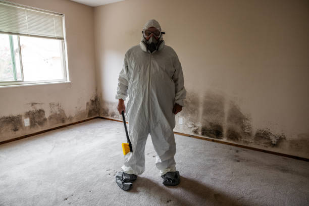Best Local Mold Removal Service  in West Falmouth, MA