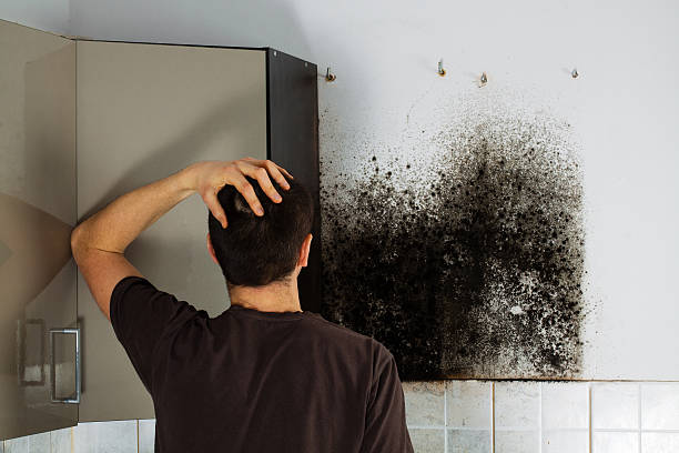 Professional Mold Removal in West Falmouth, MA