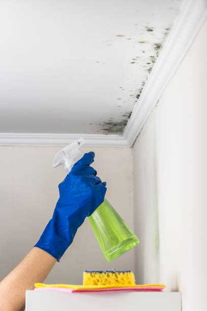 Best Mold Remediation Experts  in West Falmouth, MA